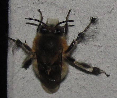 Anthophora plumipes?